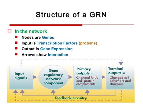 Gene regulatory networks