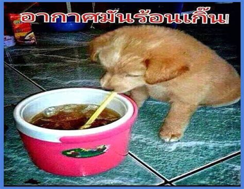 รูปกวนๆ ภาพตลกขำๆ मुफ्त डाउनलोड। Edyfunny