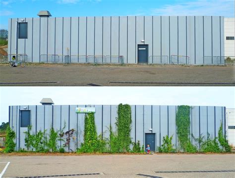 groene gevels vzw geeft advies  en legt gevels met klimplanten