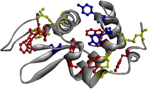 LYZ molecular structure, according to (2LYZ.pdb). Aromatic residues are ...