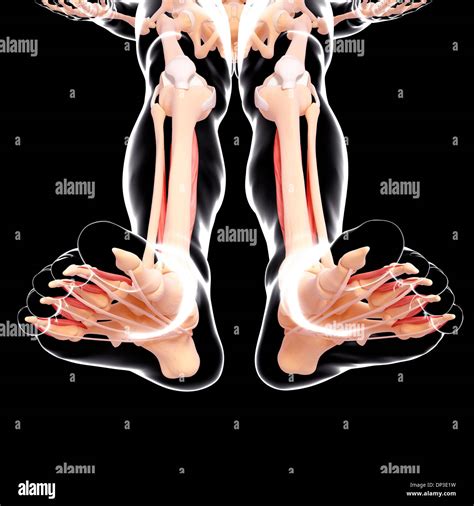 Leg Anatomy Hi Res Stock Photography And Images Alamy