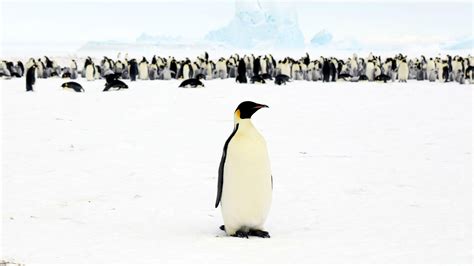 Emperor Penguin Food Chain