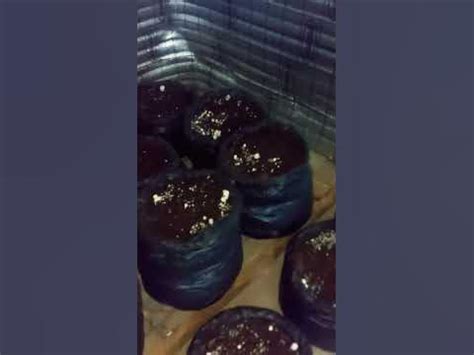 Грибы в мешках / Шампиньоны в мешках #участок #огород #shortsvideo # ...