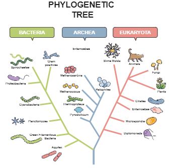 Phylogenetic Tree Templates Edrawmax Free Editable