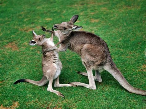 Zwierzakowo : Kangurki :)