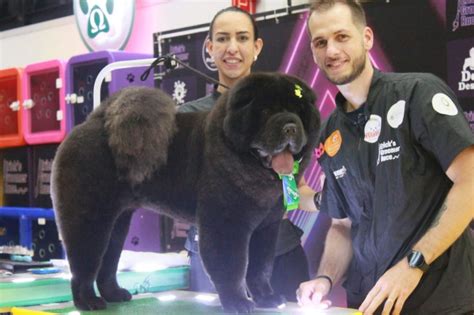 Em Dupla Maringaense Conquista Mais Uma Etapa Do Maior Reality Show De Tosadores Da Am Rica Latina