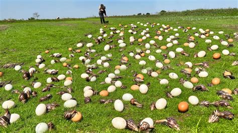 Best Hand Fishing Catching Strange Snails Pick A Lots Of Wild Duck