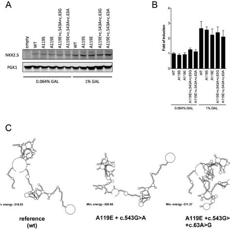 Summary Of Identified Nkx2 5 Sequence Variations In Patients With Chd