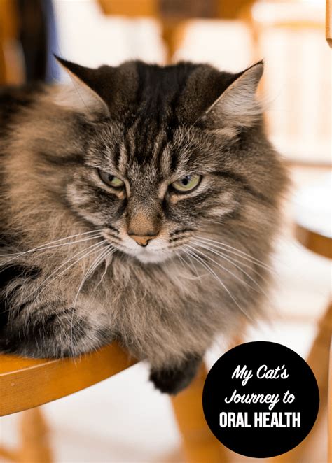 Oral Cats Porn Hub Sex