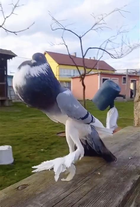 Mutant Pigeon Has Internet Thinking Its Ai Generated