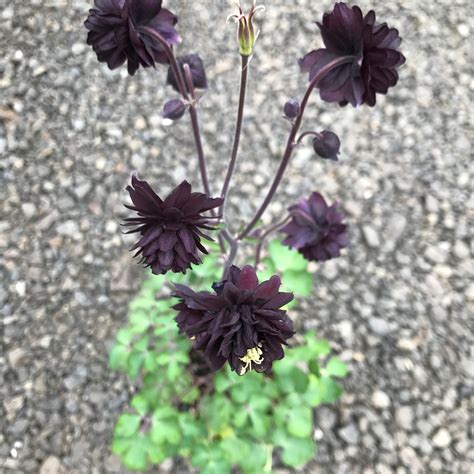 Aquilegia vulgaris ‘Barlow Black’ – Columbine - Buy!