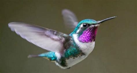 ¿cuánto Tiempo Viven Los Colibríes Tipos De Colibri