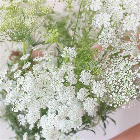 White Queen Annes Lace Diy Wedding Flowers Flower Moxie