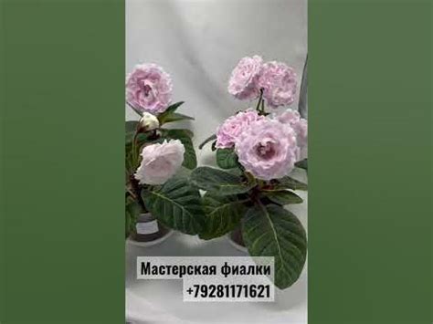 МГ -Утренняя звезда - YouTube