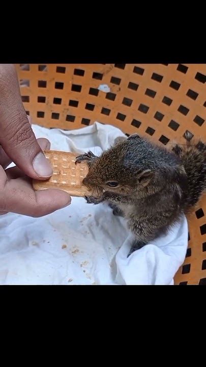 Small Squirrel Eating Cookies Shorts Youtube