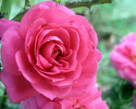 Pink Flower Free Stock Photo Public Domain Pictures