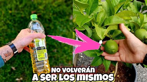 Que lastima que NO CONOZCAS este ABONO CASERO para cítricos o limoneros