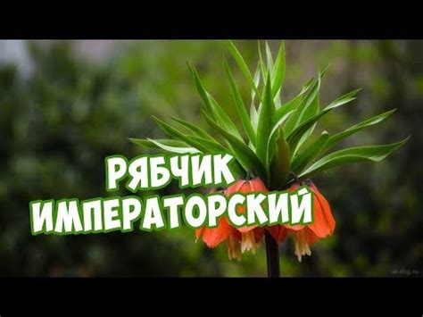 Рябчик: посадка и уход в открытом грунте, почему не цветет, сорта, фото