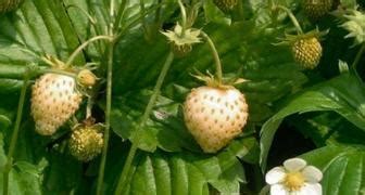 Земляника альпийская, характеристики группы, сорта