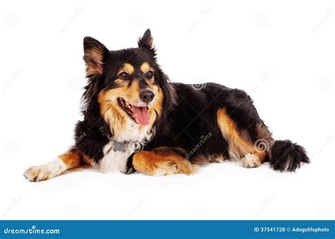 Shetland Sheepdog Shepherd Mix Stock Photo Image Of Sheepdog Breed