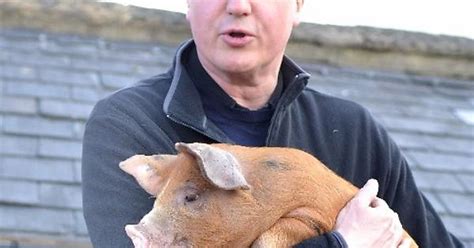 David Cameron And His Pet Pig Imgur