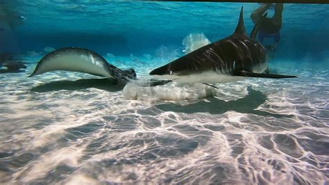 Spotted by Stingray City today! Wow... - Cayman Marl Road