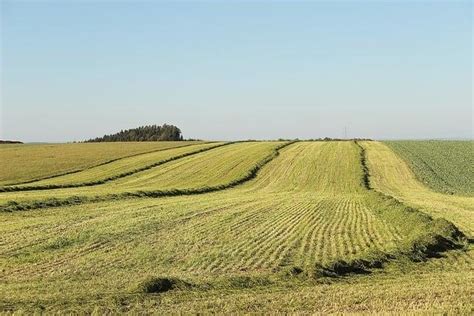 Sex Fena Co Byste M Li V D T Minimaxipes Cz