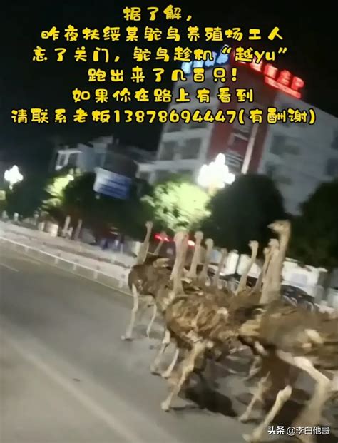 广西近百鸵鸟越狱街头狂奔 主人发发朋友圈呼吁寻找广西鸵鸟 滚动读报 川北在线