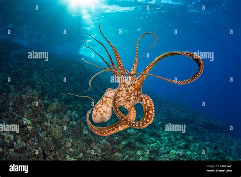 day octopus octopus cyanea  mid water hawaii stock photo alamy