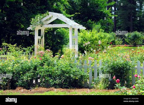 Garden Fence With Hollyhocks Hi Res Stock Photography And Images Alamy