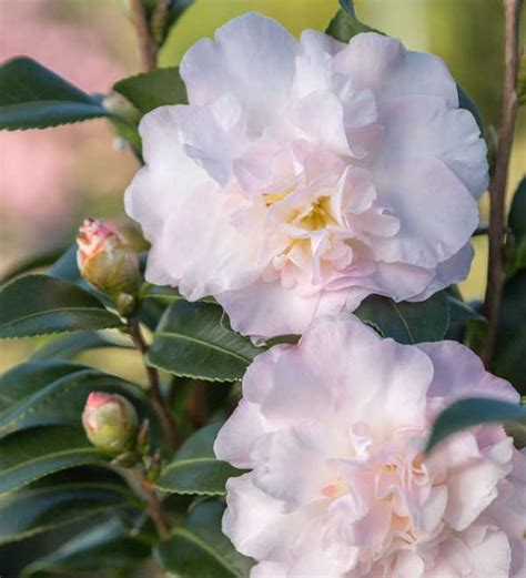 October Magic® Dawn™ Camellia Sunset Plant Collection