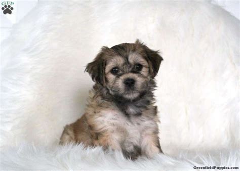 Havanese Puppies For Sale Artofit