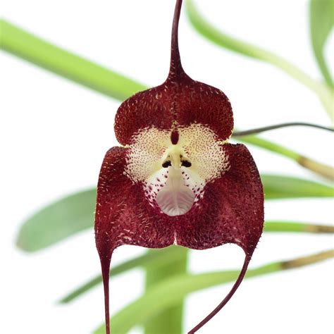 dracula simia  monkey face orchid  blooming size etsy