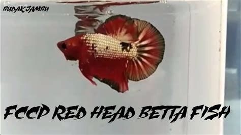 Fccp Red Head Betta Fish Ikan Cupang Cantik Youtube