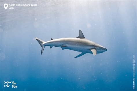 North Shore Snorkeling Tours