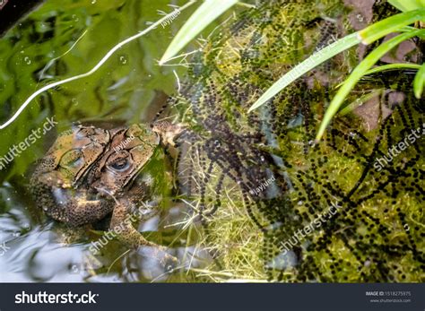 Toad Bufonidae Reproduction Common Toads During Stock Photo 1518275975