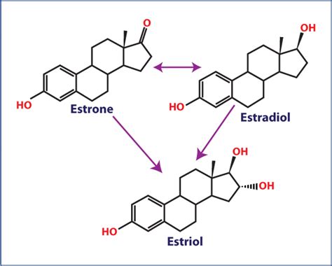 Estrogen Excess Docmuscles