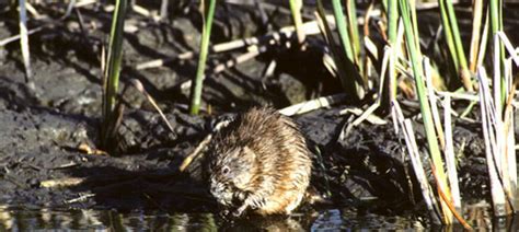 Muskrat / Furbearers / Furharvesting / Hunting / KDWPT - KDWPT