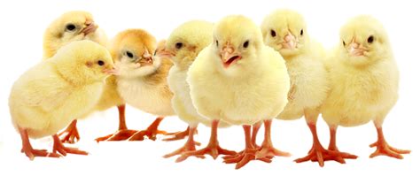 Chicks Png Transparent Images