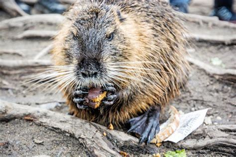 Muskrat eating stock image. Image of eating, conservation - 14767891