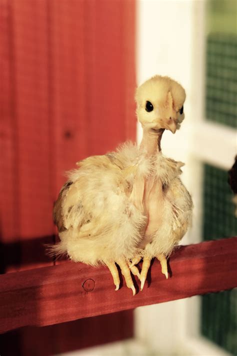 Jaw Dropping Naked Neck Chicken Photos Watch Our Video For Amazing