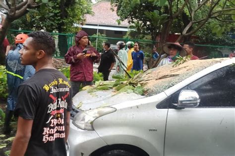 Hujan Dan Angin Kencang Di Sidoarjo Pohon Tumbang Timpa Mobil Melintas