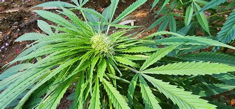 Nice mutant flower. : r/GrowingMarijuana