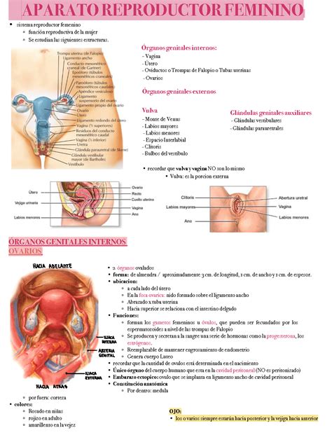 SOLUTION Apuntes Aparato Reproductor Femenino Studypool