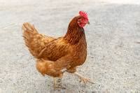 Comments To Of Cute Gay Nerd Free By Nicky Case