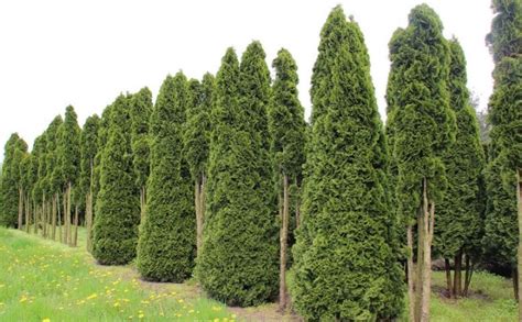Туя западная Смарагд (Thuja occidentalis Smaragd) — НКО "NORD-NUC"