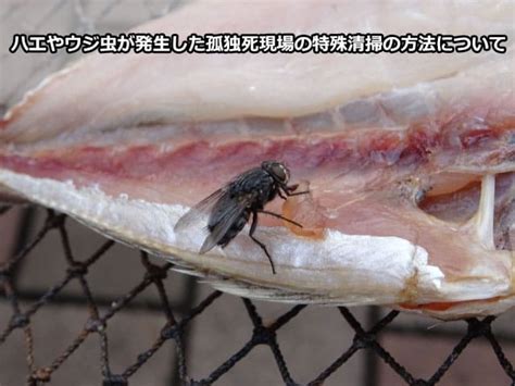 孤独死現場にハエやウジ虫が発生する原因や対策について 埼玉県の特殊清掃・ゴミ屋敷ならリンピア