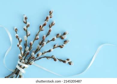 Pussy Willow Bouquet Images Stock Photos Vectors Shutterstock