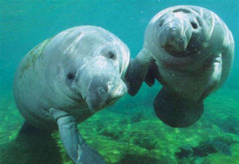 All About Dugongs and Manatees - Owlcation
