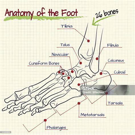 Struktur Kaki Manusia Tulang Ilustrasi Stok - Unduh Gambar Sekarang ...